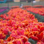 Spring Garden Checklist