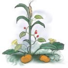 Companion Planting for Vegetables: What Actually Works