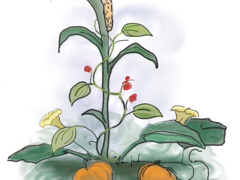 Companion Planting for Vegetables: What Actually Works