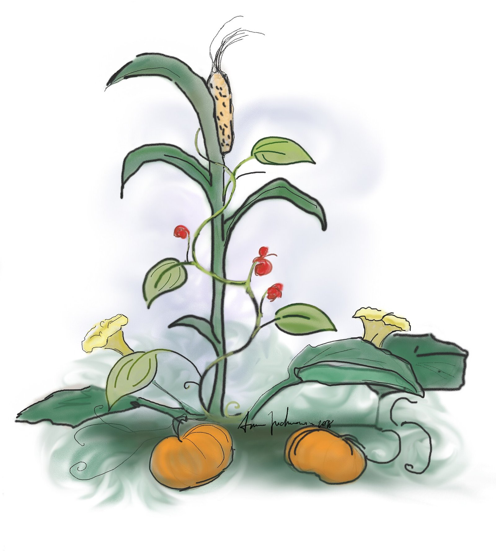 Three Sisters companion planting technique with corn, beans, and squash
