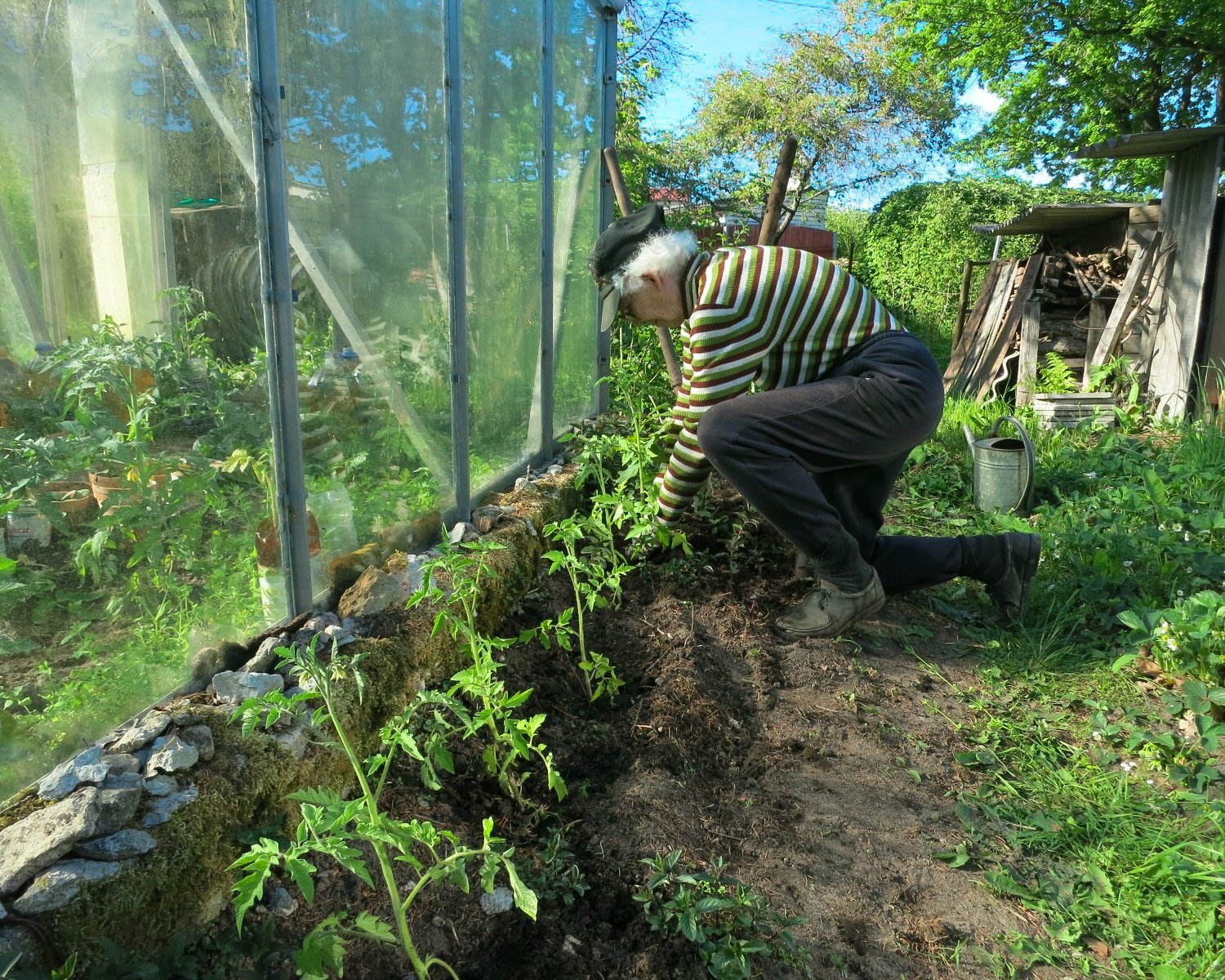 Tomato plants growing with companion plants in a vegetable garden