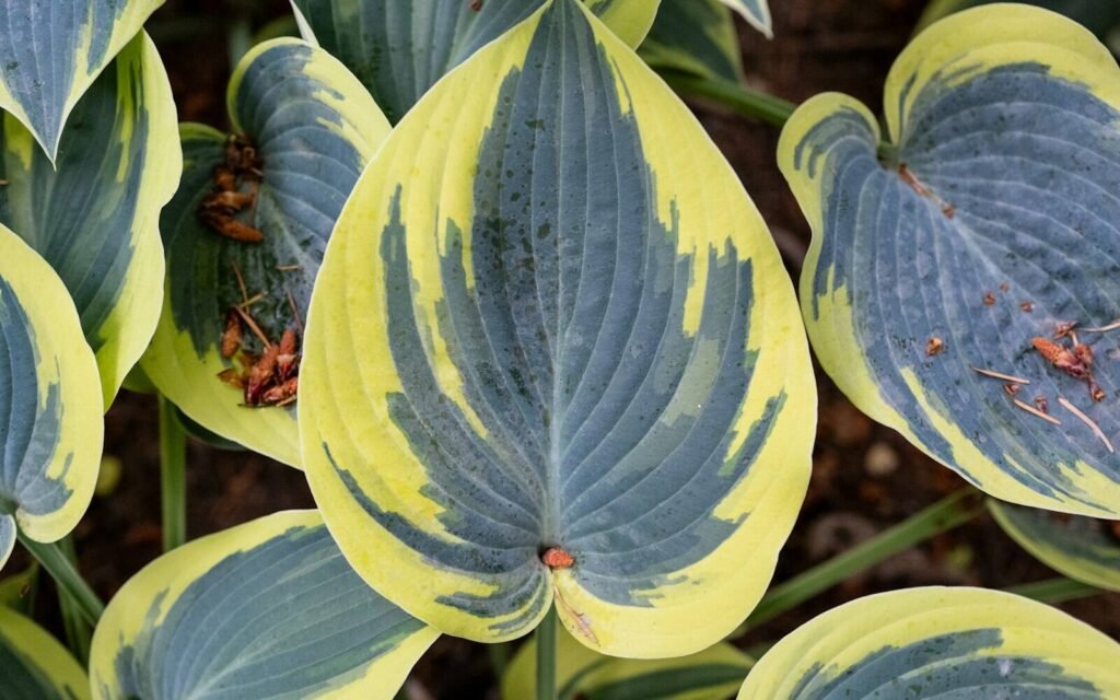 Blue-green hosta leaves with wide yellow margins growing in shade