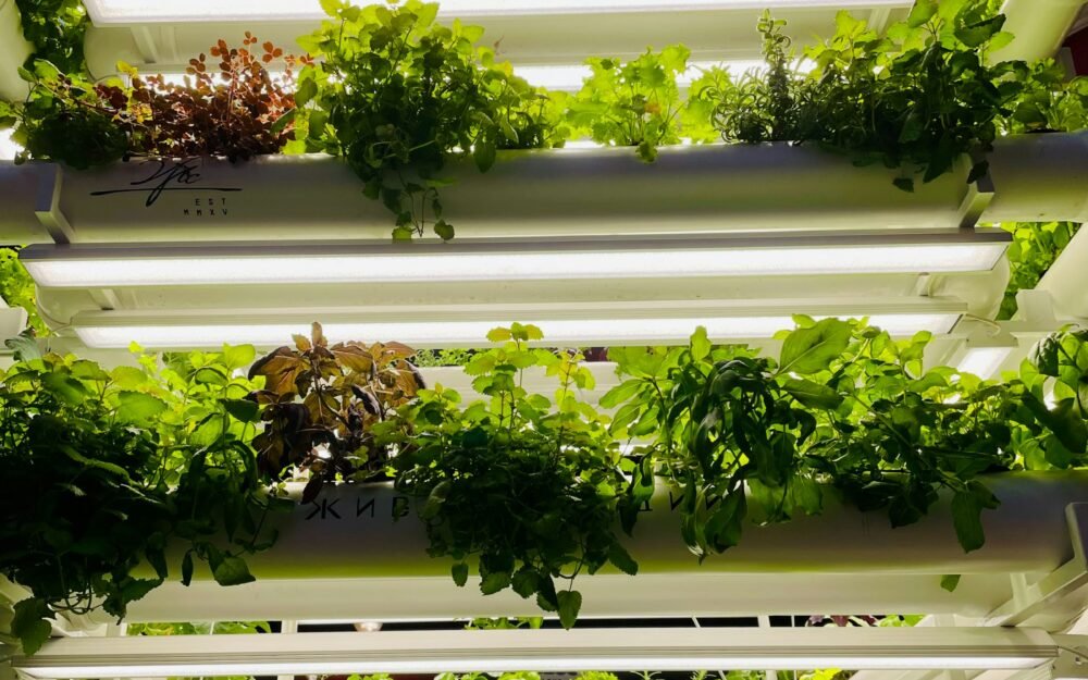 Vertical Garden Ideas for Small Spaces