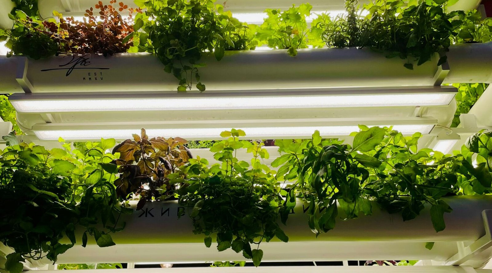 A vertical garden system with plants growing in tiered pockets on a wall