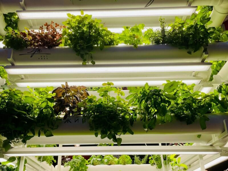 Vertical Garden Ideas for Small Spaces