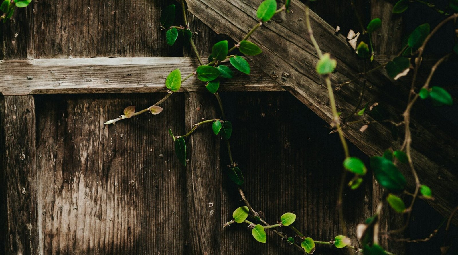A climbing vine trained up a trellis against a garden wall