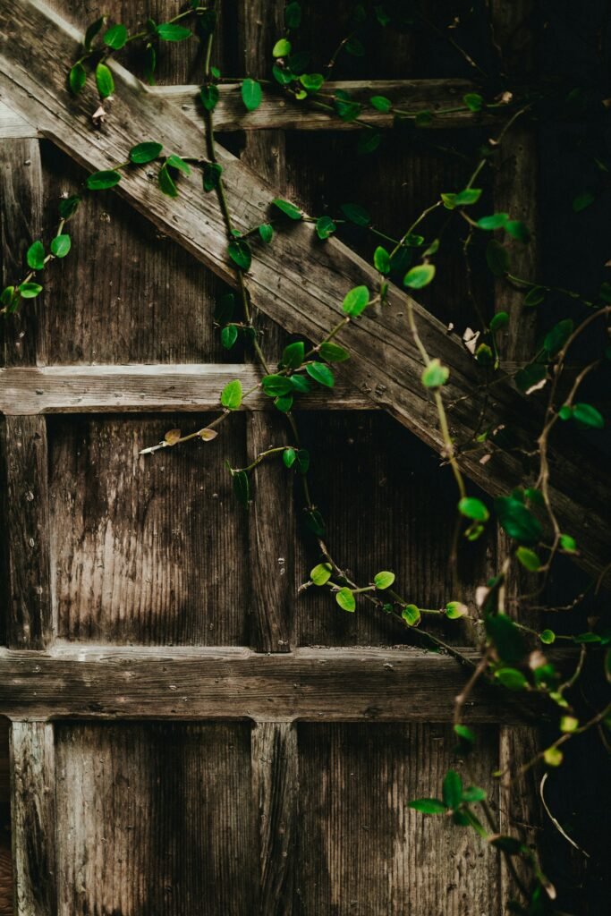 Vine trained on a trellis against a wall