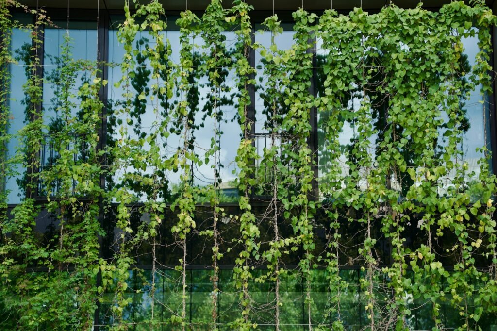 Vines growing on a wall around a window