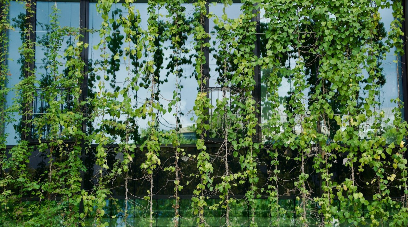 Green vines growing densely on a wall around a window