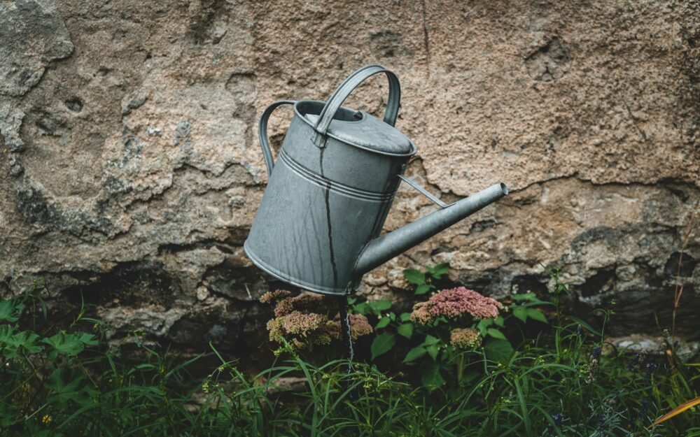 How to Identify and Fix Overwatering vs Underwatering