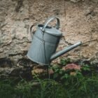 How to Identify and Fix Overwatering vs Underwatering