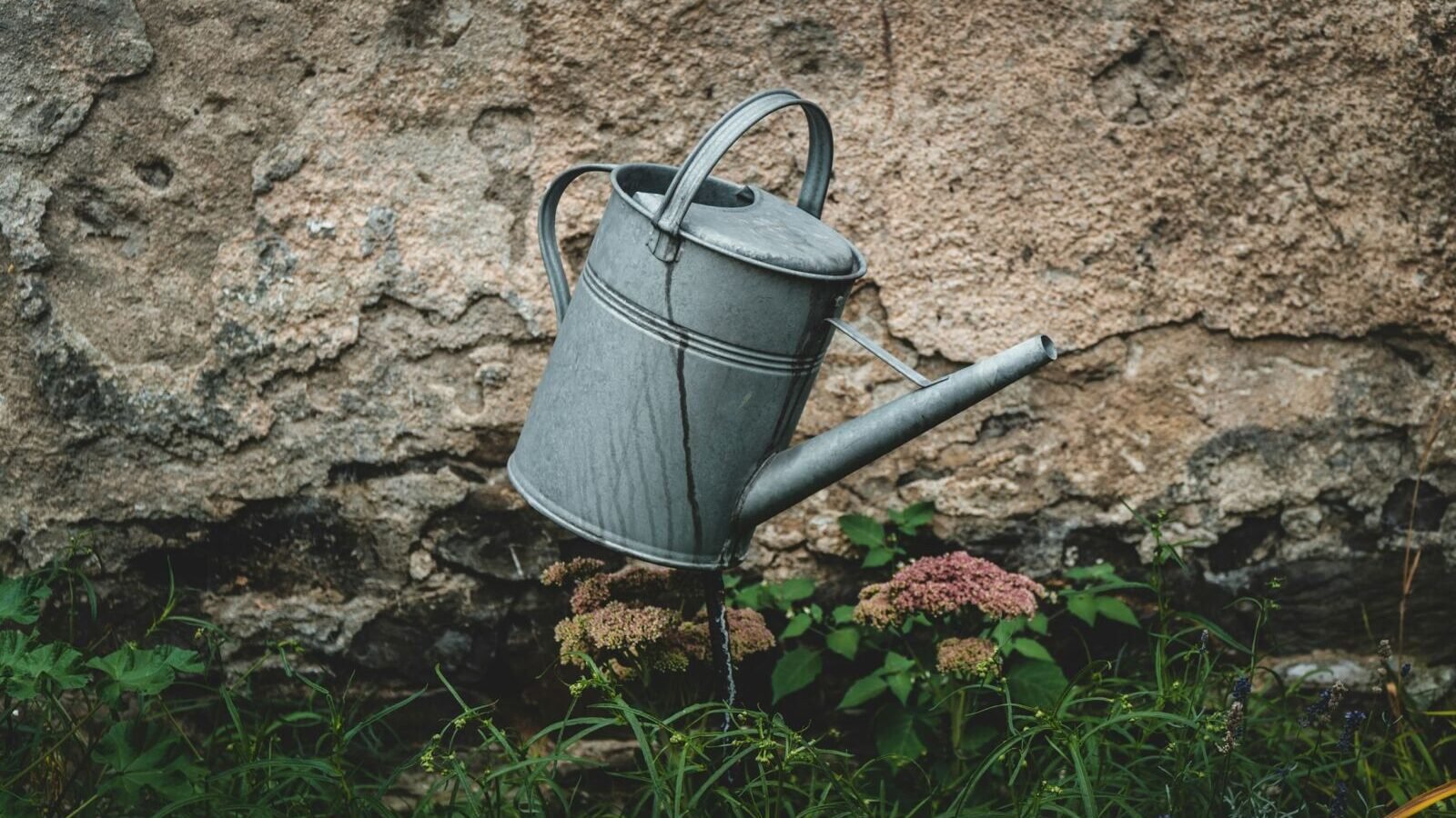 How to Identify and Fix Overwatering vs Underwatering