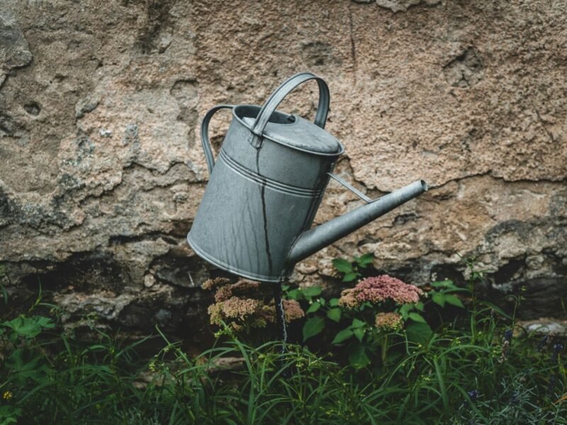 How to Identify and Fix Overwatering vs Underwatering