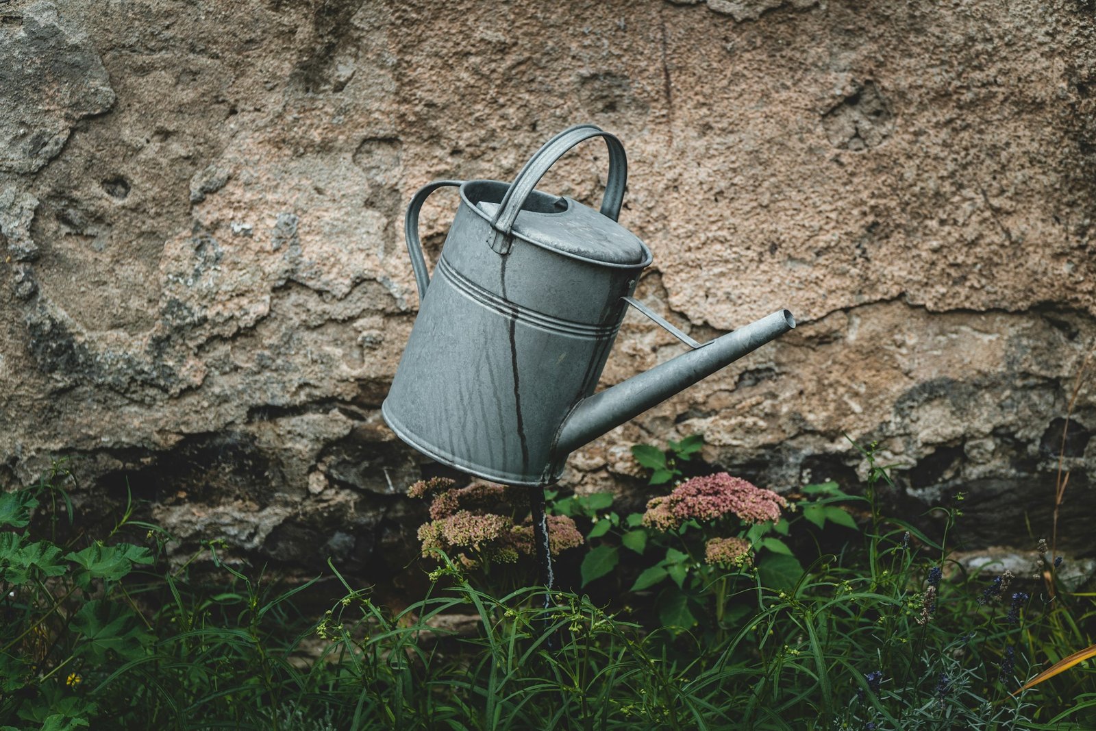 How to Identify and Fix Overwatering vs Underwatering