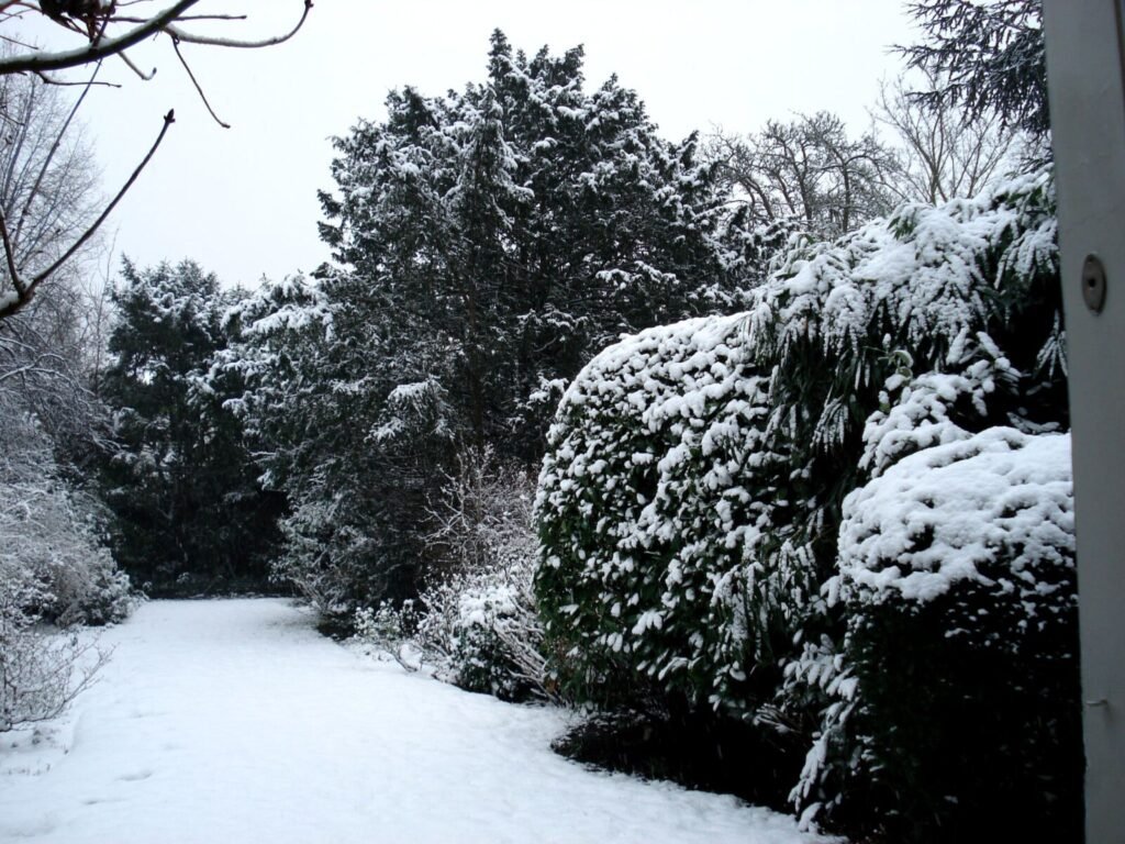 Garden covered in winter snow