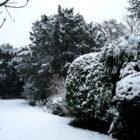 Winter Garden Care