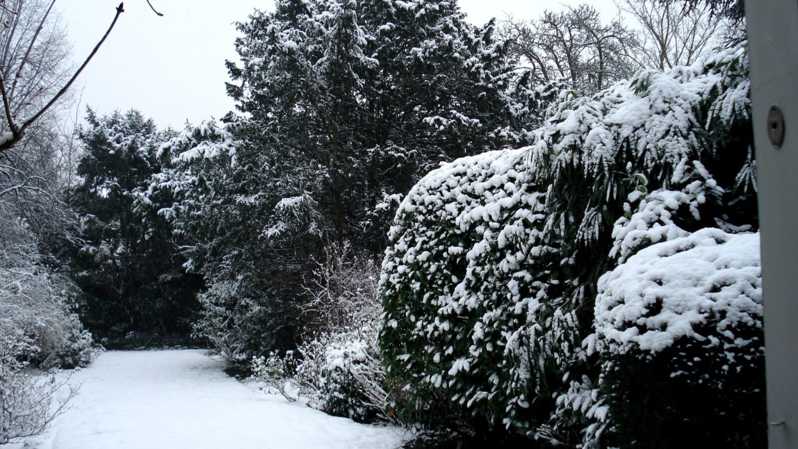 Winter Garden Care