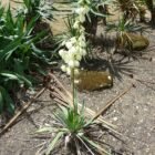 Yucca Plant Care Guide: Indoor and Outdoor