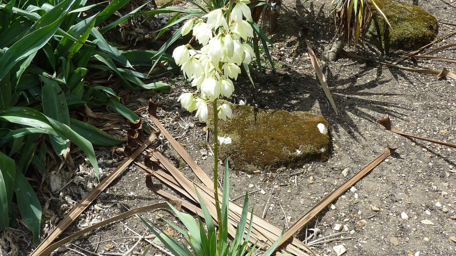 Yucca Plant Care Guide: Indoor and Outdoor