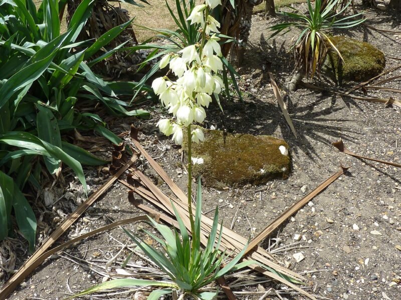 Yucca Plant Care Guide: Indoor and Outdoor
