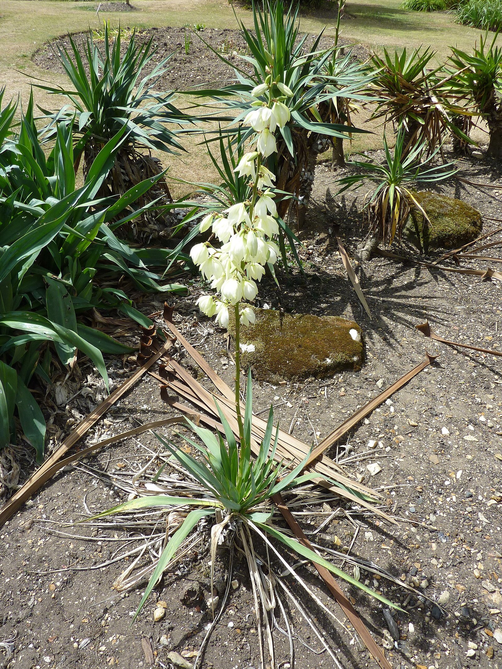 Yucca filamentosa Adam's Needle plant in landscape