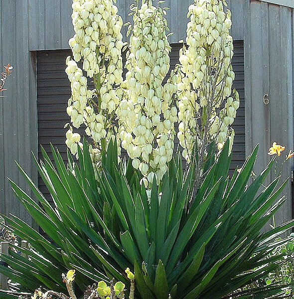 Yucca Plant Care Guide: Indoor and Outdoor