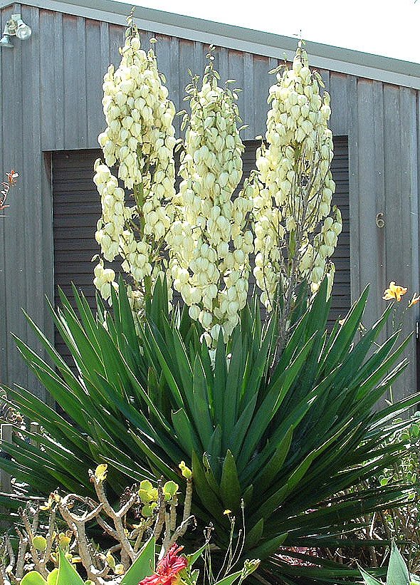 Yucca Plant Care Guide: Indoor and Outdoor